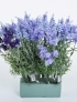 Lavendel Strusschen